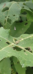 Sphenarium