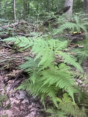 Phegopteris