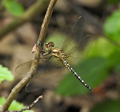 Hydrobasileus brevistylus