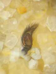 Nannenus syrphus