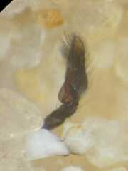 Nannenus syrphus