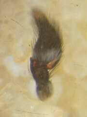 Nannenus syrphus