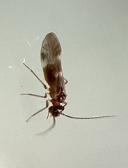 Elipsocidae