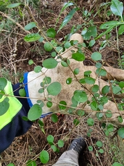 Coprosma crassifolia