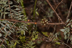 Melaleuca longistaminea
