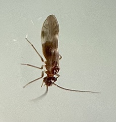 Elipsocidae
