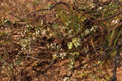 Melaleuca longistaminea
