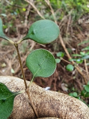 Coprosma crassifolia