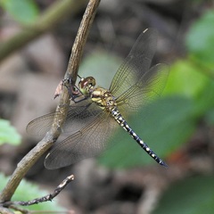 Hydrobasileus brevistylus