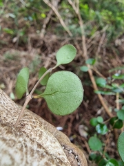 Coprosma crassifolia