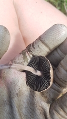 Panaeolus papilionaceus