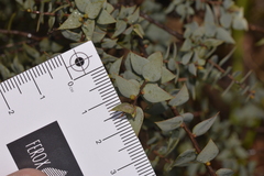 Melaleuca longistaminea