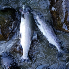 Oncorhynchus gorbuscha