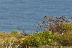 Poodytes gramineus thomasi