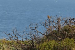 Poodytes gramineus thomasi