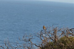 Poodytes gramineus thomasi