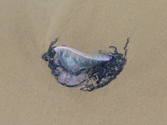 Physalia physalis