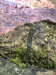 Xylaria longipes