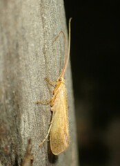 Limnephiloidea