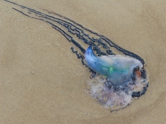 Physalia physalis