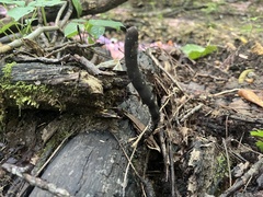 Xylaria longipes
