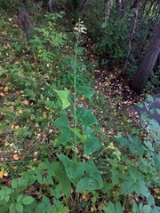 Parasenecio hastatus