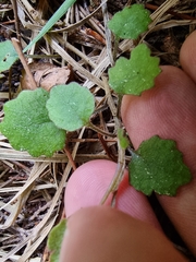 Brachyglottis sciadophila