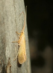 Limnephiloidea