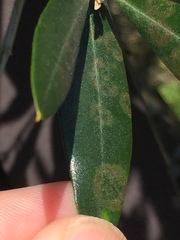 Venturia oleaginea