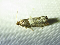 Tortricoidea