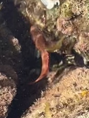 Sargocentron diadema