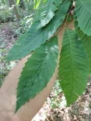 Castanea dentata