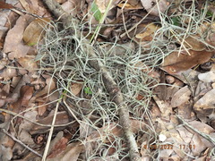 Tillandsia usneoides