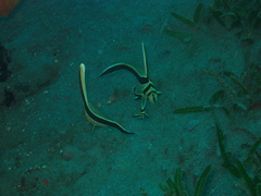 Eques lanceolatus