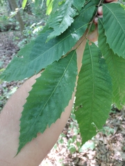 Castanea dentata