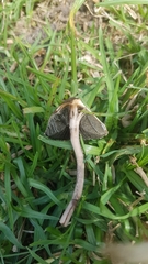 Panaeolus papilionaceus