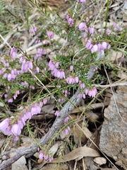 Tetratheca pilosa