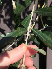 Venturia oleaginea