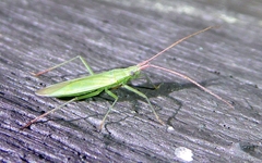 Trigonotylus caelestialium