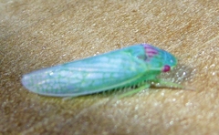 Gyponana octolineata