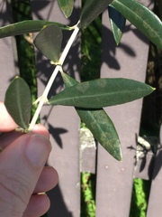 Venturia oleaginea