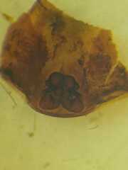 Corinnidae