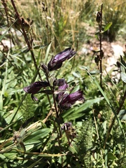 Penstemon whippleanus