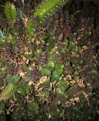 Callisia repens