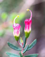 Darwinia peduncularis