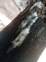 Gonatodes albogularis albogularis