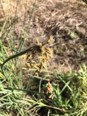 Schoenoplectus lacustris