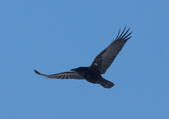 Corvus corone orientalis