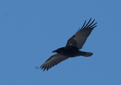 Corvus corone orientalis