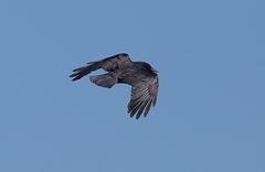 Corvus corone orientalis